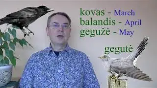LITHUANIAN LESSON 111 - STORKS AND OTHER BIRDS - Gandrai ir kiti pauk&scaron;čiai