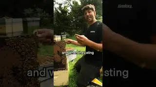 Why Honey Bees Die After They Sting 🐝 (It&rsquo;s Not What You Think)