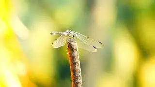 nikon p900 zoom test