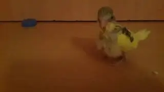 Muhabbet kuşu 😎BİZ DÖRT KİŞİYİZ😎
