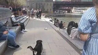 Chase a Cute Puppy Dog Meets Bird On Chicago Riverwalk