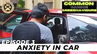 Ep 3. Dealing with a dog's anxiety in cars // CCM // Dog Mantra by Aakash Shukla #dogpsychology