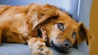 Never loose your hope. 🐕.. How to overcome depression. ANIMAL LOVER
