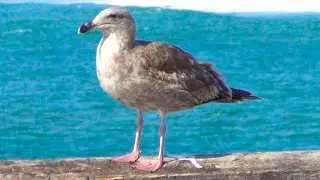Cute bird - Hermosa Beach Pier