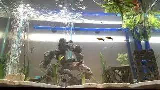 Z Aquarist Youtube Channel Trailer