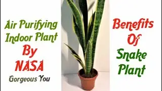 Air Purifying Indoor Plant By NASA - SNAKE PLANT | Benefits Of Snake Plant | Gorgeous You |