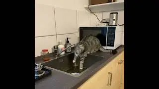 Funny cat drinking water from the tap 😹| Funny Cat Moment