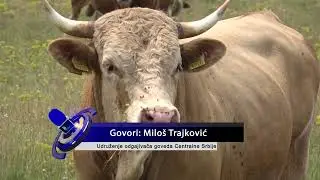 ČAČAK 13.01.2026. Proizvođači mleka Centralne Srbije traže hitan sastanak u Vladi Srbije