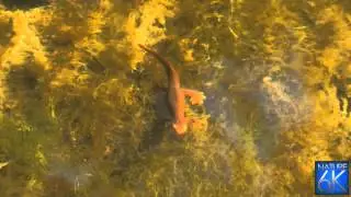 California Newt and other amphibians
