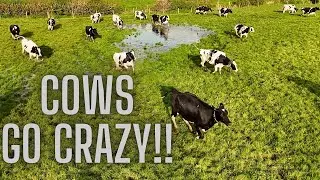 TURNING THE REST THE STOCK OUT TO GRASS!!