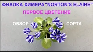 AFRICAN VIOLET CHIMERA 