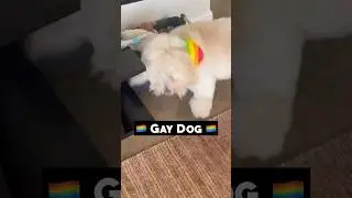 Gay Dog #shorts