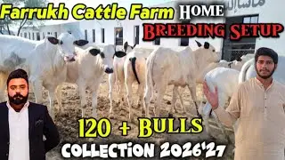 Most Biggest Breeding Setup Fatehjangi Bulls - Dhani Bulls Breeding Setup Of Farrukh Cattle Farm