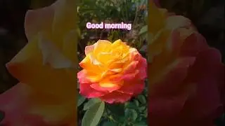 good morning 🌞 #telugusongs #beautifulflowers #bns_flowers #whatsappstatus #flowers #song