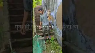 A small monkey, a big pain&hellip; now healing with love. ❤️&zwj;🩹#monkey#animals#help#viral#trending#treatment