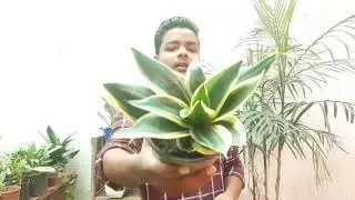 How to care your senseveria/snake plant in winter|| senseveria winter problem|| All about snakeplant