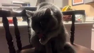 I talk to my cat about not wanting a World War 3