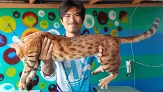 Grooming kucing bengal . Kualahan lasak banget