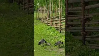 Geese on Fresh Spring Grass #shorts #geese #birds #spring #animals #shortsvideo #viral