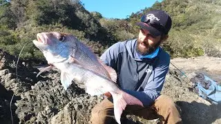 Big Spring Snapper from the Rocks Coromandel New Zealand