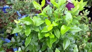 Blueberry patch update