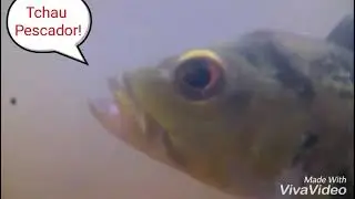 Pratique o pesque e solte!