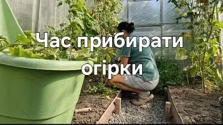Shall we work together?)