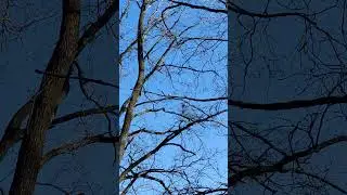 Wild Small #Bird on the Tree in the Winter Forest Great Tit or Parus Major 4k #Nature #Animals