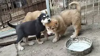 Казаки ит Тобет. Разведение.