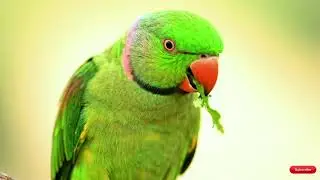 Beautiful Relaxing Music - Stress Relief With Birds Sound - Nature Music