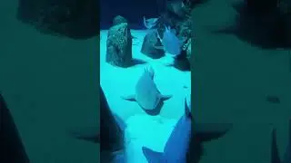 Sharks 🦈🫣 Aquarium de Paris 😳🤩😍#travelnook007 #fishwatching #sharkfamily #sharktank #sharkwatching