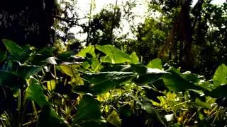 Orlando Magim Matios - Icaros Intro