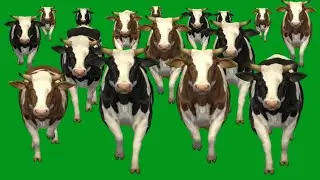 Cows Animals Stampede Running  HD Green Screen Blue Screen Black Screen Animals Green Screen Vid