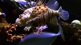 Free Lionfish Stock Video Footage