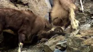 Markhor Fight