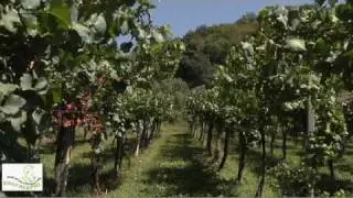 Strada del Vino e dei Sapori della Valcalepio