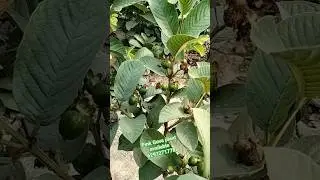 #pinkguava #thaiwan pink Gova farming #guva #plants #shortvideo
