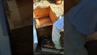 En 1 MINUTO Pasamos un NUCLEO de Abejas a Cajas Grandes F&aacute;cil y R&aacute;pido #abejas #bee
