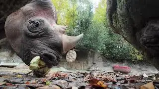 Adorable Animals Eat Tasty Snacks Together