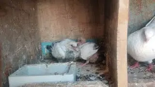 🐣 Se 🕊️ Tak Ka Safar | Hyderabadi Kabutar Ke Bacchon Ki Puri Kahani ❤️