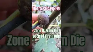 From Ground Zero to First Chicago Hardy Fig of the Season! Zone 6 Indiana 🤠👀