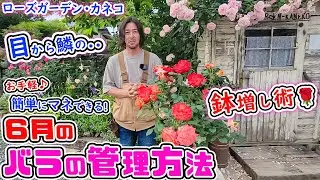 これで安心!【6月のバラ管理】花後の剪定、鉢増しに新聞紙!?実際にやっていきましょう【ローズガーデン・カネコさん】