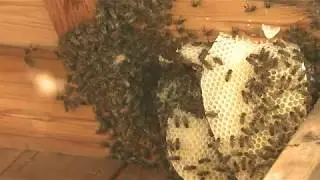 אחרי הגשמים: נחילי הענק של הדבורים מסתערים על הצפון