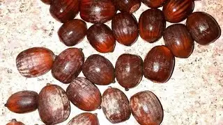 c&oacute;mo germinar semillas de encino rojo🍁🍁🍂🌲