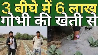 Gobhi ki kheti से आप भी कमा सकते हैं अच्छा मुनाफा ।