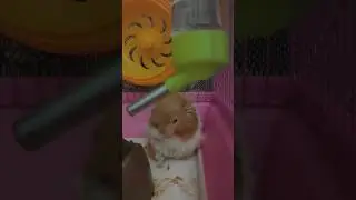 Cute Hamster cleaning itself # Hamsterlife#youtubeshorts #cute #pets #shorts#short