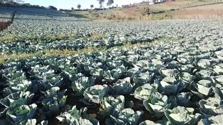 vegetables farming early morning