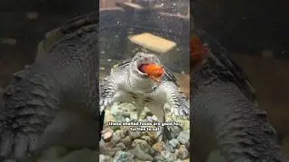 Feeding supermarket crawfish to my snapping turtles