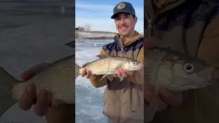 Cool white fish & wally #ytshorts #fishing #walleyefishing #icefishing #shortvideo #shorts#ytviral