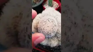 #Succulent #plant #succulents #plants #cactus #propagation #homegarden #tips #care